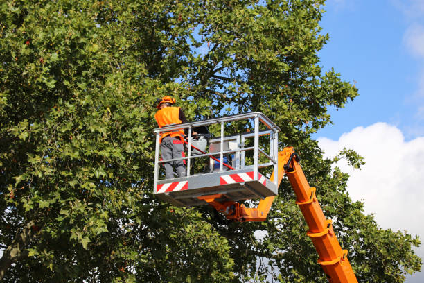 How Our Tree Care Process Works  in Paradise, CA